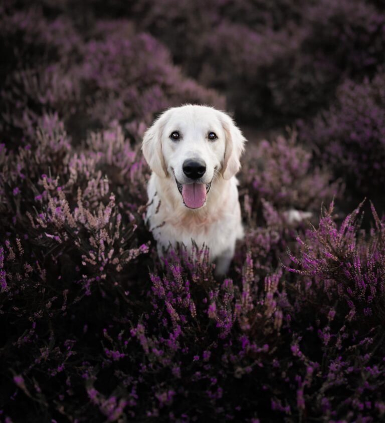 Ik heb stressklachten;