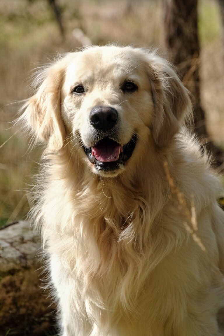 Ik heb moeite om rust te vinden in het dagelijks leven;