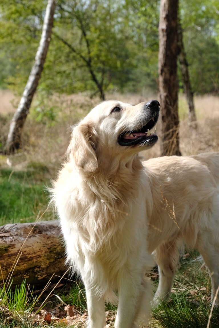 Ik sta op dit moment voor een keuze, maar heb moeite met knopen doorhakken;